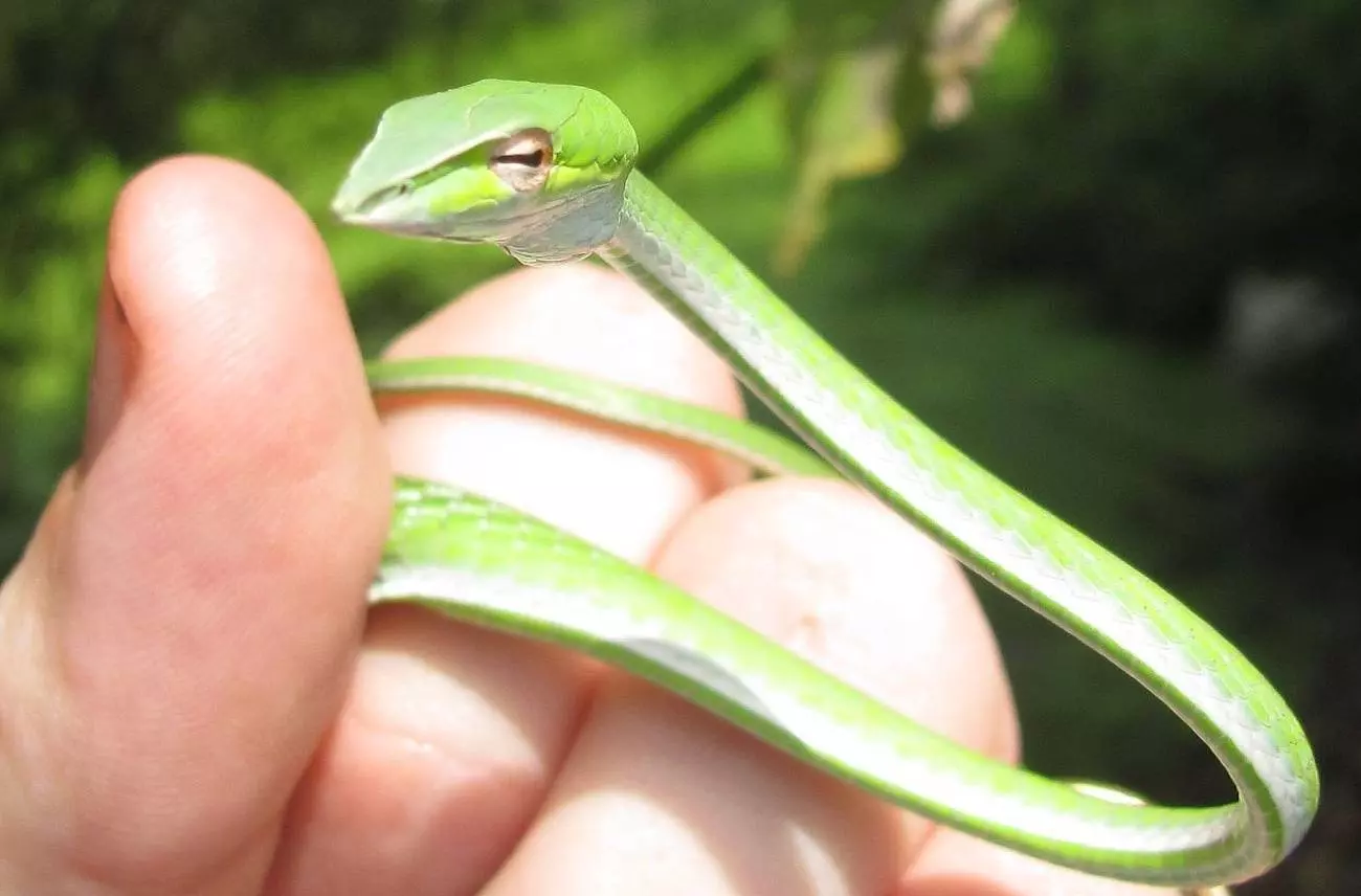 Змеи в Черногории