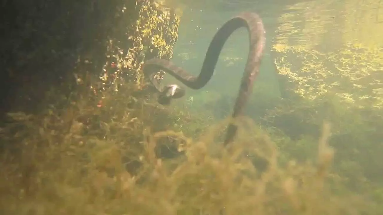 Змеи в Черногории