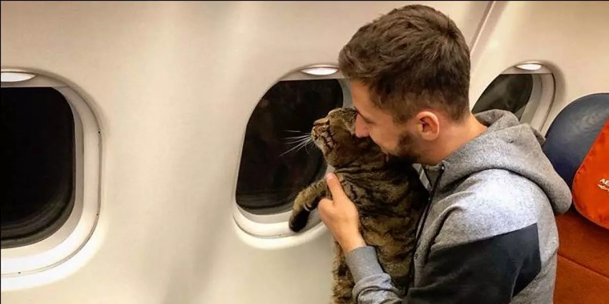 Как перевезти кошку в самолета в россии: правила и нормы провоза