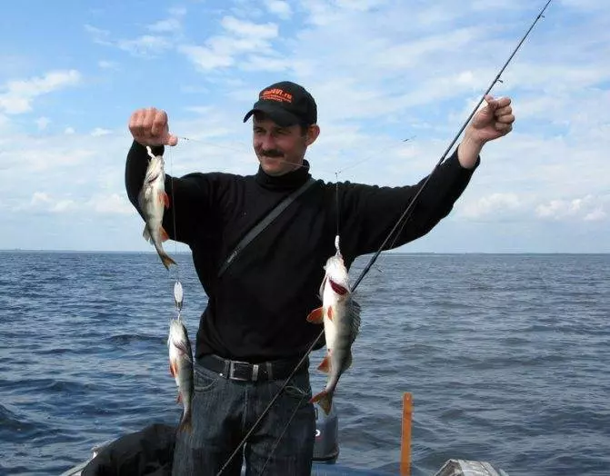 Особенности ловли окуня на дорожку и гирлянду - троллинг / дорожка - fishers-spb.ru