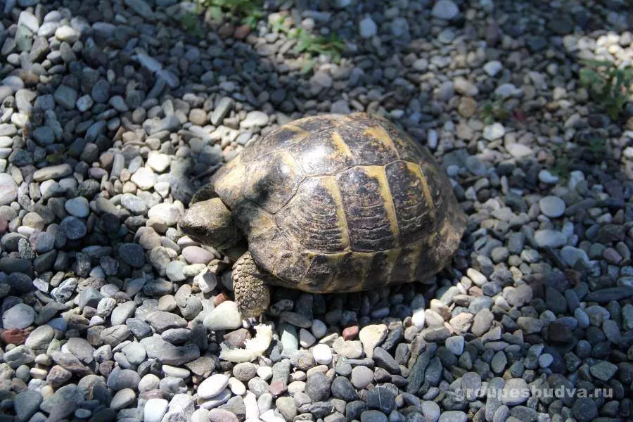 Из Черногории в Албанию на один день