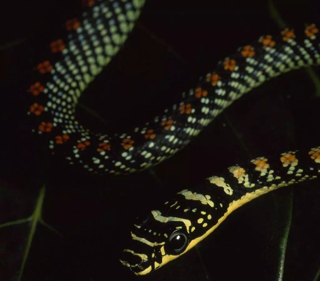 Змеи в Черногории