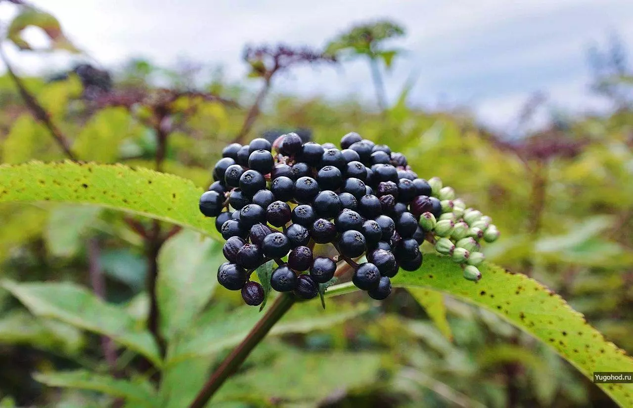 Орлиная полка: не сложный и очень красивый маршрут в Гуамском ущелье