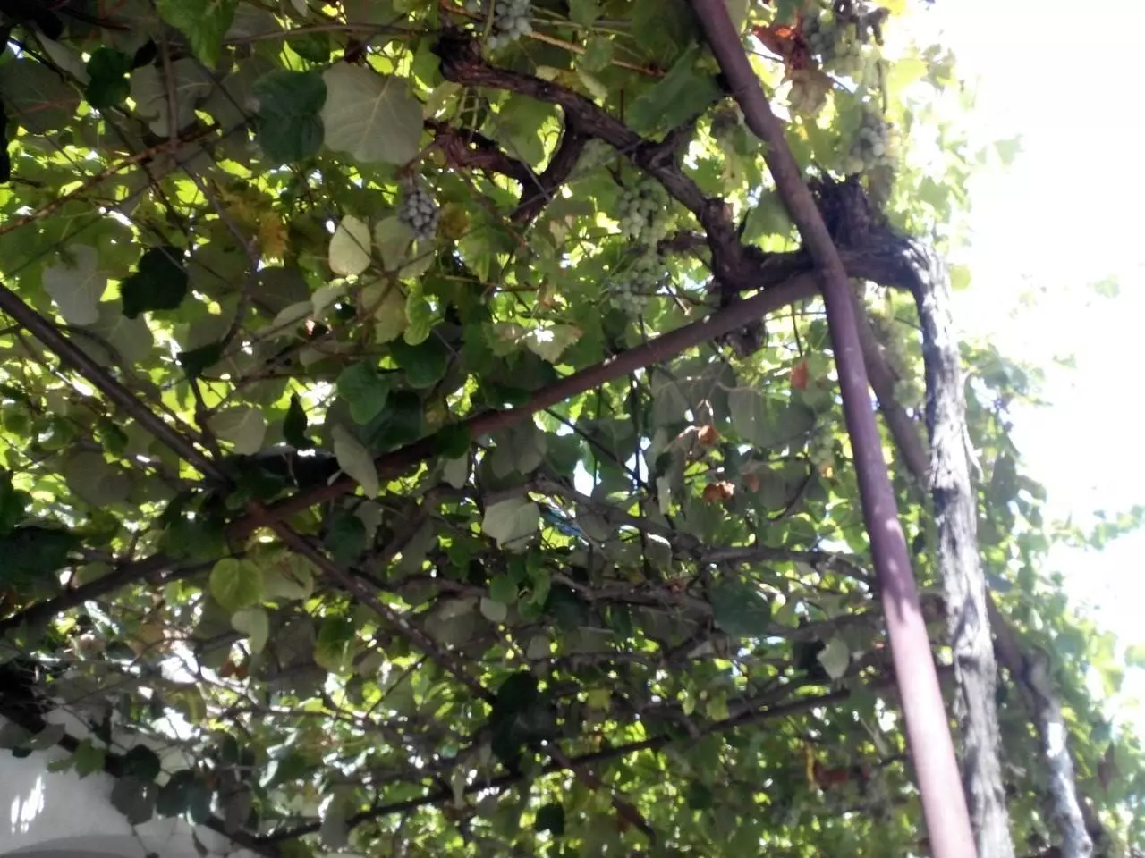 Фрукты в Черногории