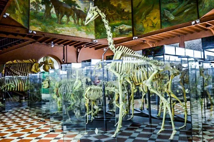 Один из самых удивительных и интересных музеев в Москве - Зоологический музей
