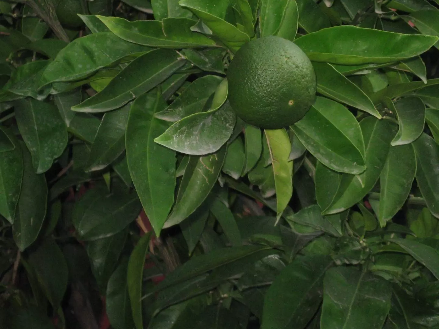 Фрукты в Черногории