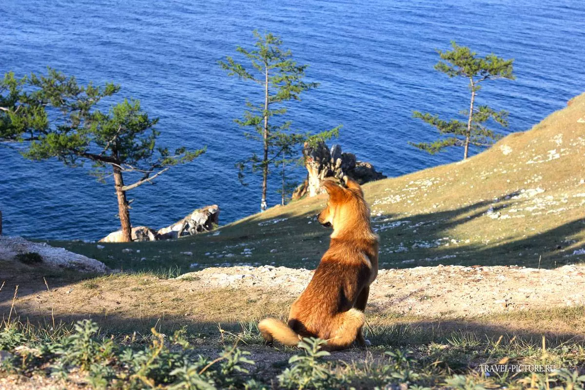 Дикий-дикий Ольхон: гид по бюджетному отдыху на Байкале