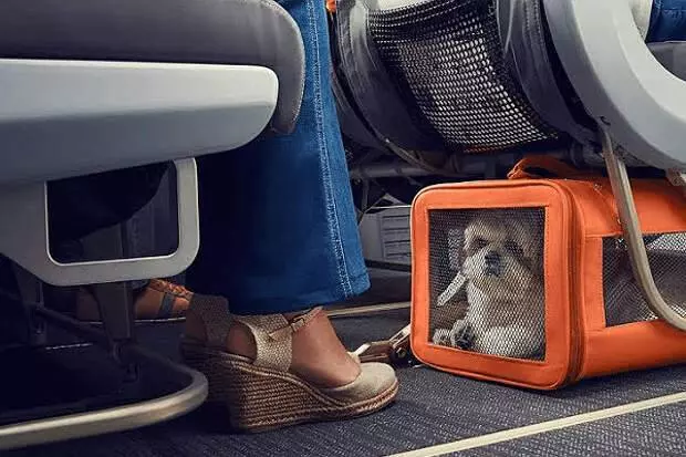 Все о перевозке животных в самолете авиакомпании аэрофлот: нормы, запреты