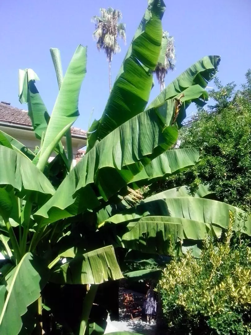 Фрукты в Черногории