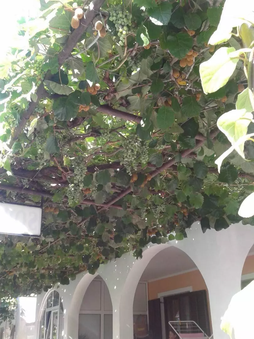 Фрукты в Черногории