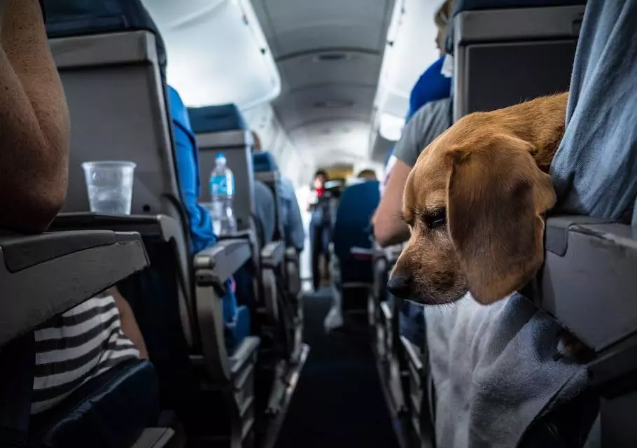 Размеры переноски для собак в самолет
