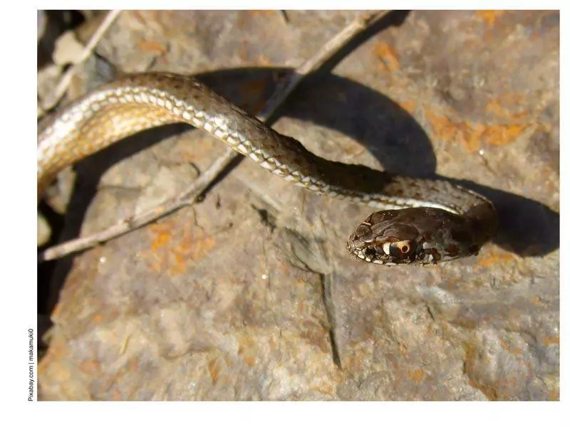 Змеи в Черногории