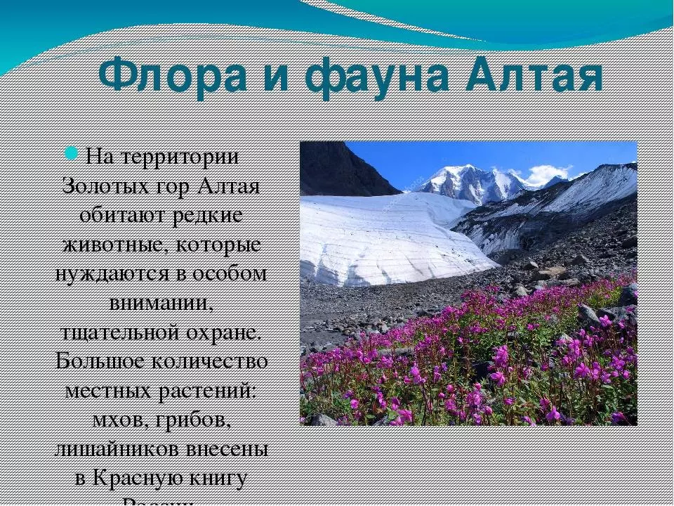 Алтайские горы описание, высота