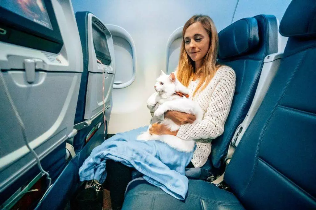 Как перевозить кошку в самолете: правила перевозки по россии и миру, сколько стоит билет, как подготовить животное