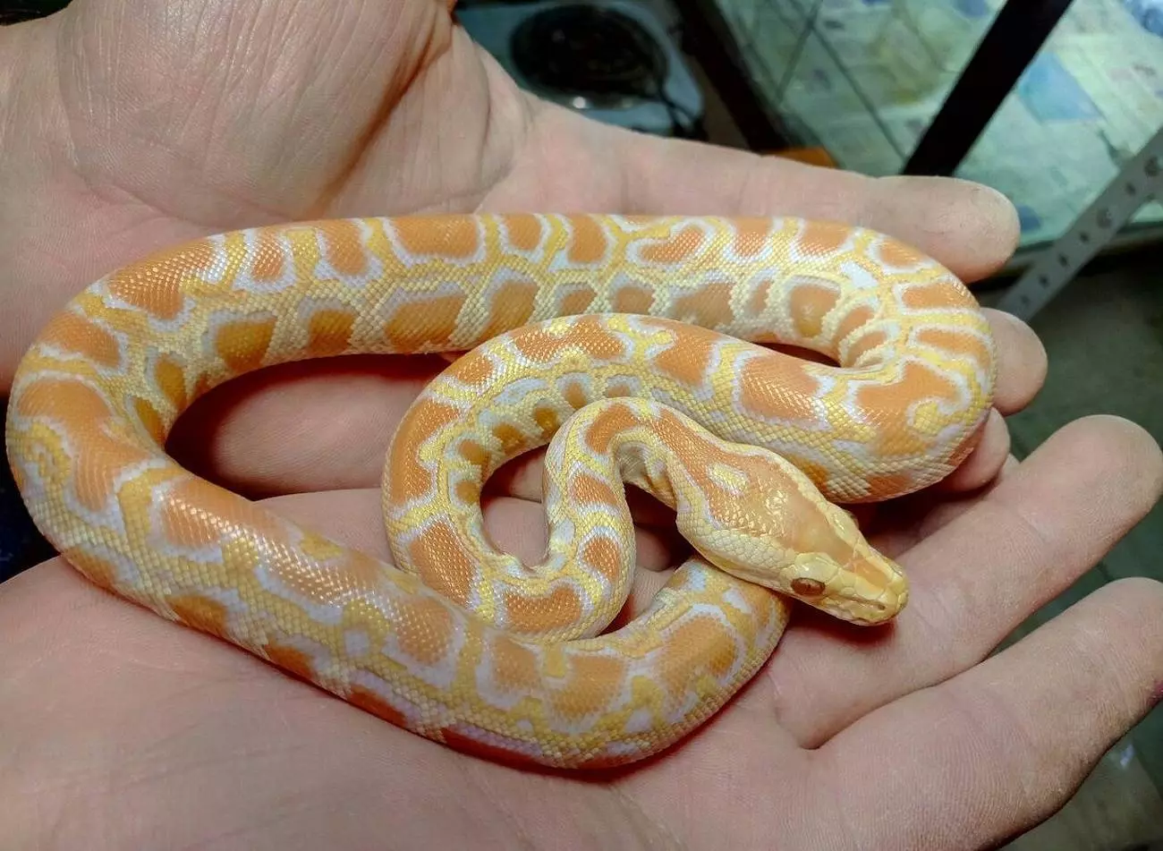 Змеи в Черногории