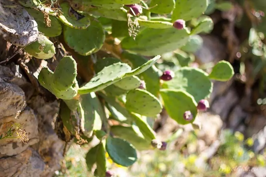 Остров Святого Николая