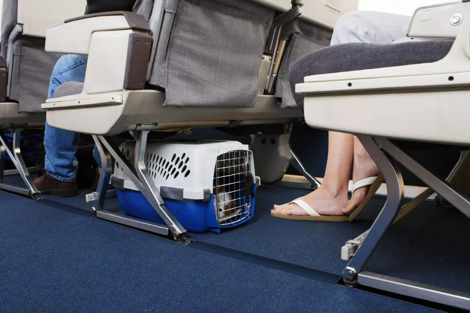 Правила перевозки животных в самолете по россии и за границу в 2021 году: провоз собак и кошек в аэрофлоте, победа и s7