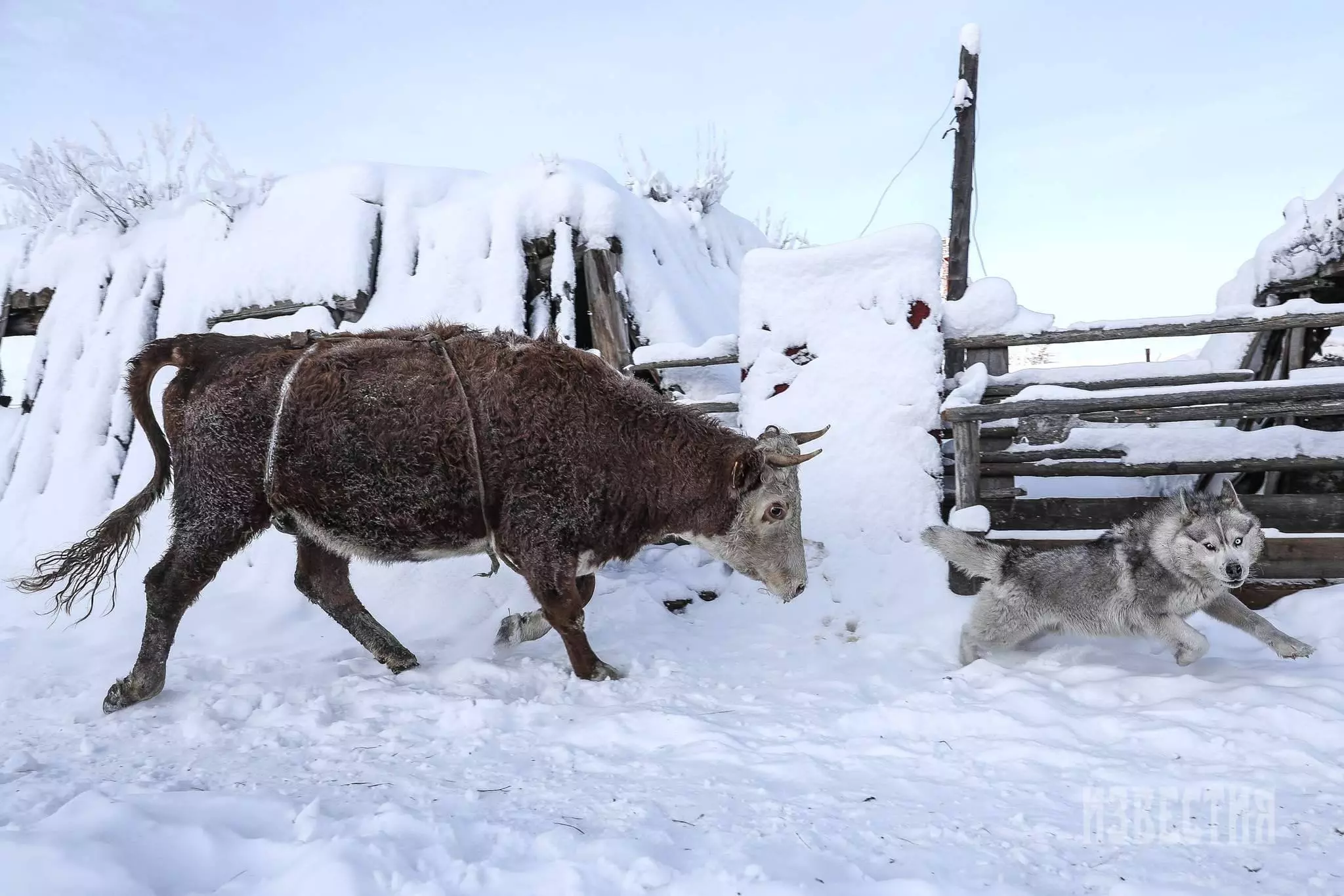 Минус 50 – это ещё тепло! как живут люди на полюсе холода в якутии