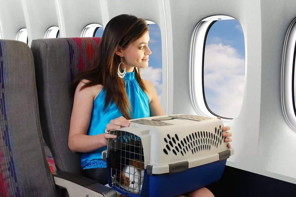 Авиакомпания победа: перевозка животных