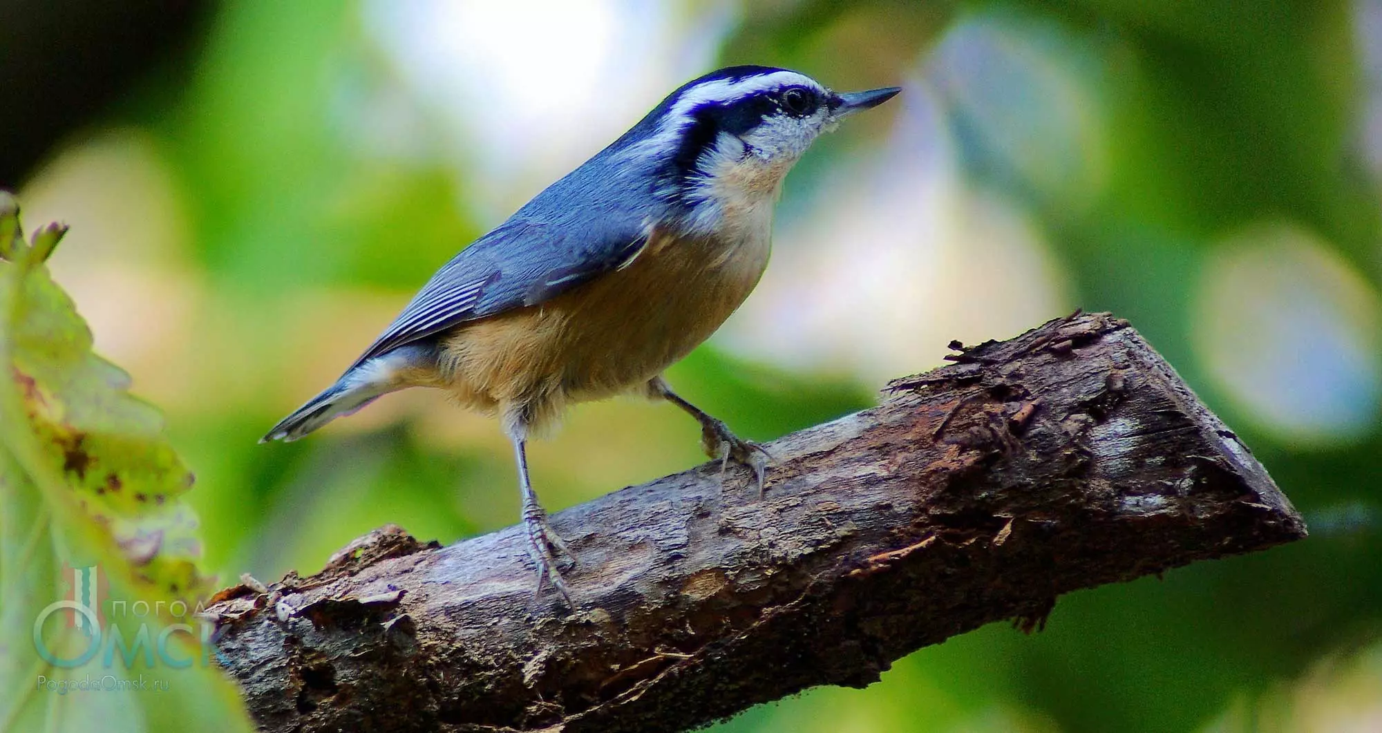 Природа, растения и животные Курской области