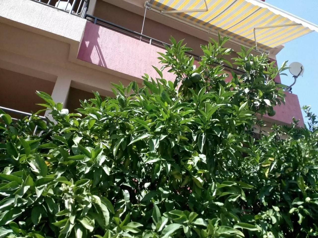 Фрукты в Черногории