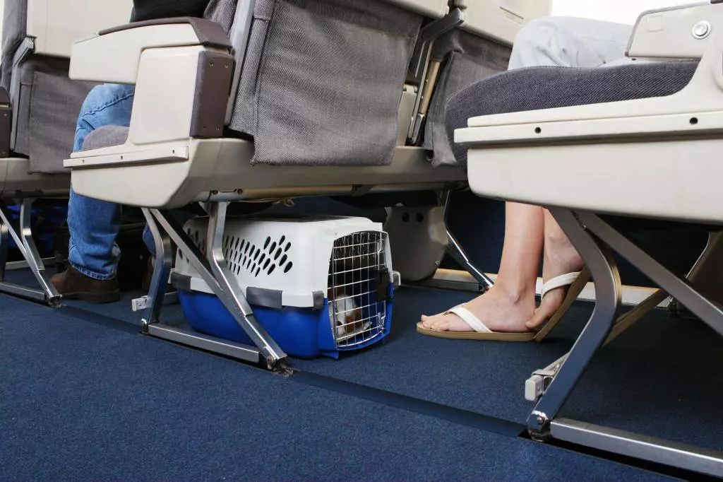 Как правильно перевозить кошек в самолете | кот и кошка