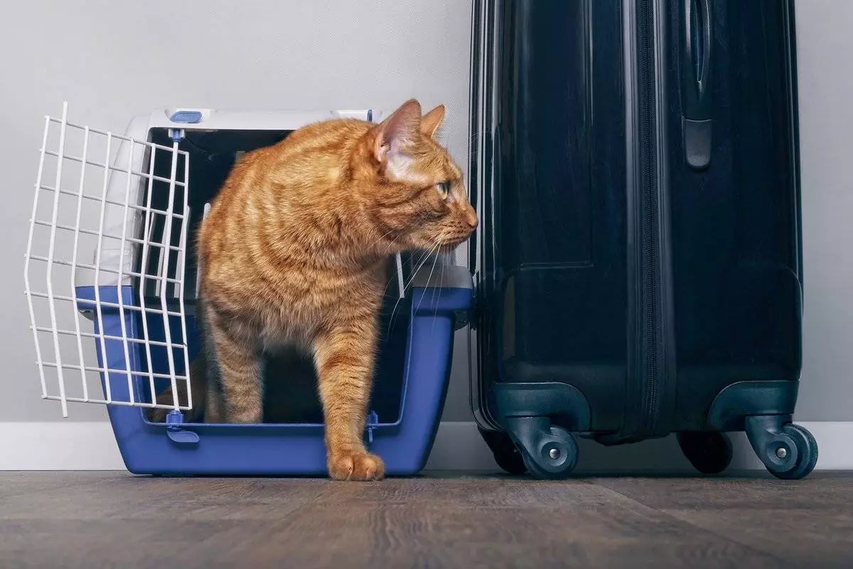 Как перевезти животных с аэрофлотом – в салоне и в багаже