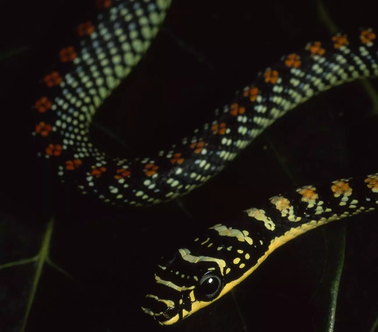 Змеи в Черногории