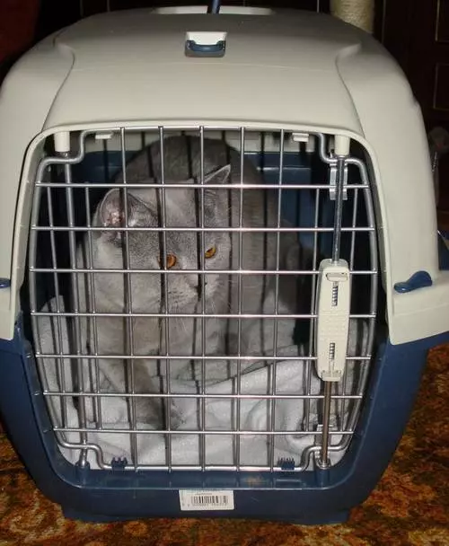 Как перевозить кошку в поезде или самолете по россии и за границу: правила перевозки