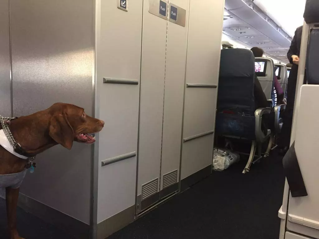 Перевозка собак в самолетах аэрофлота — все особенности