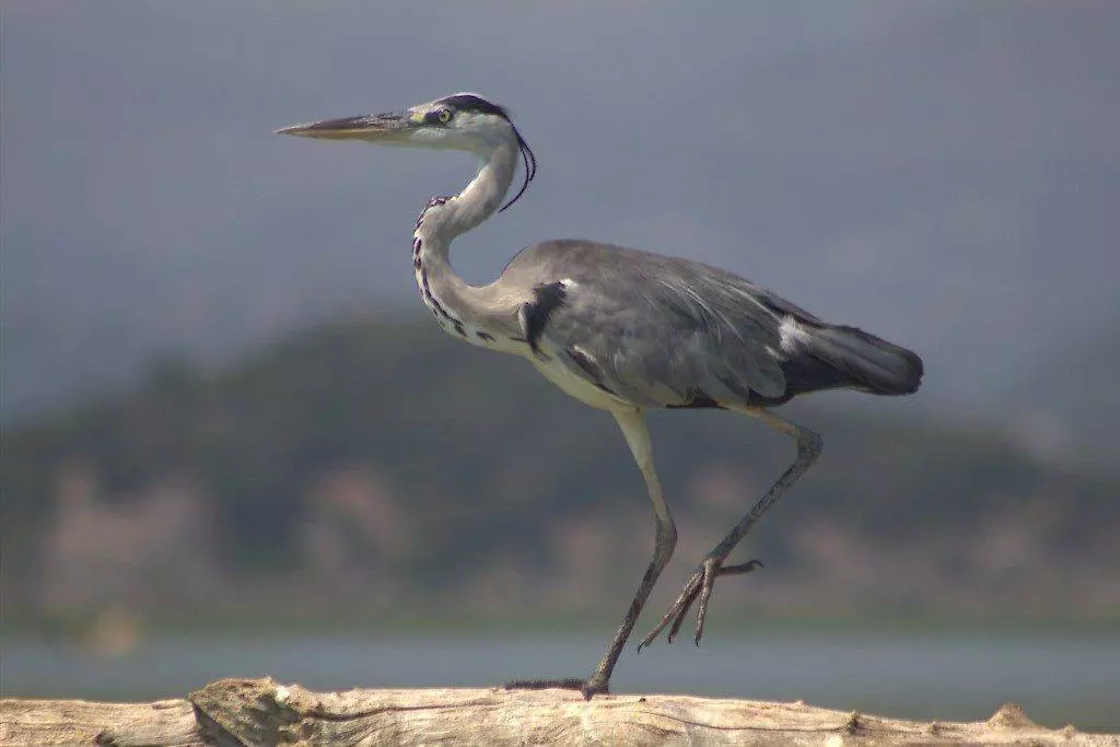 Форт Лесендро