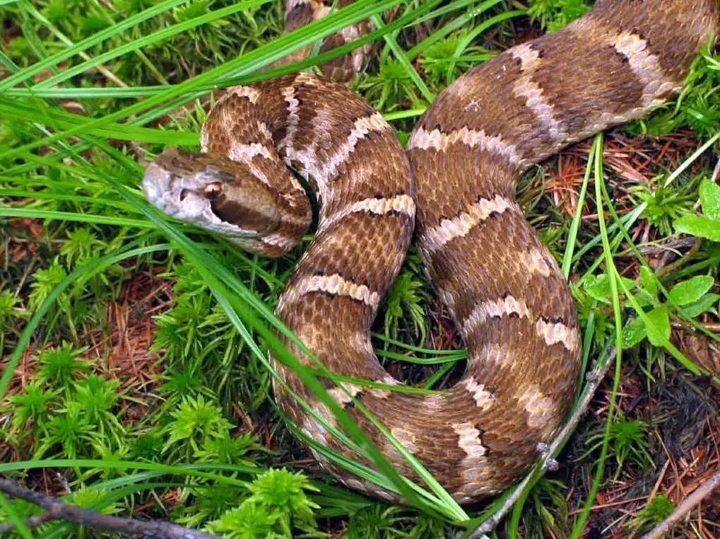 Змеи в Черногории