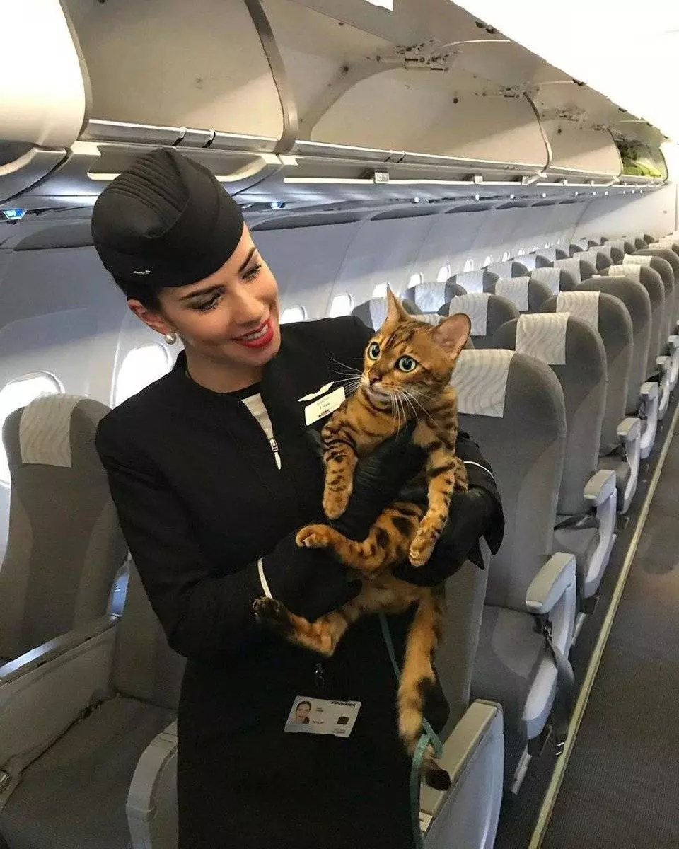 Правила перевозки кошек в салоне самолета