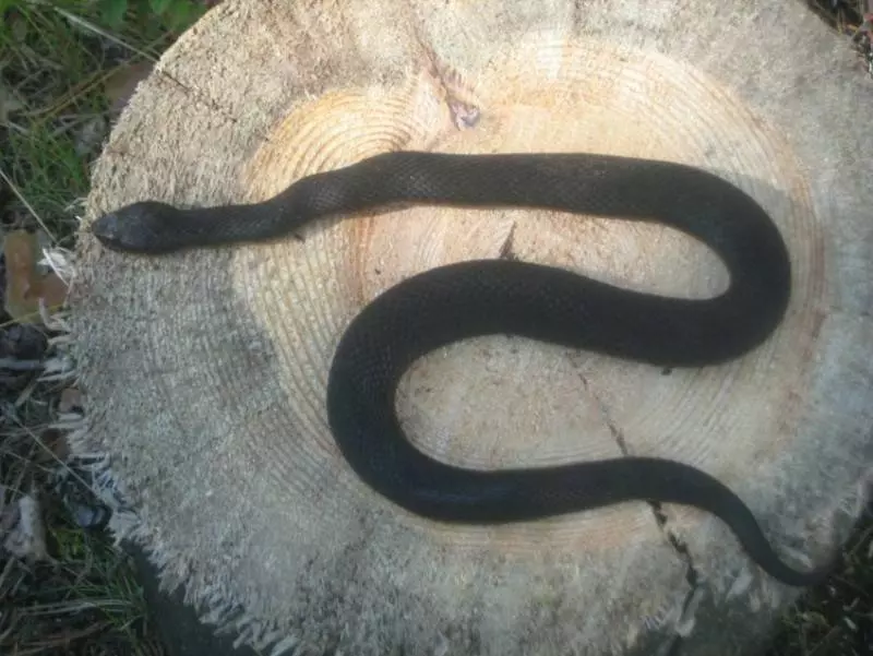 Змеи в Черногории