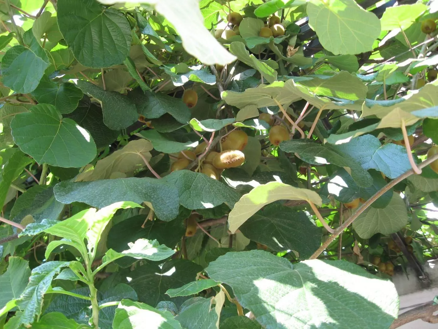 Фрукты в Черногории