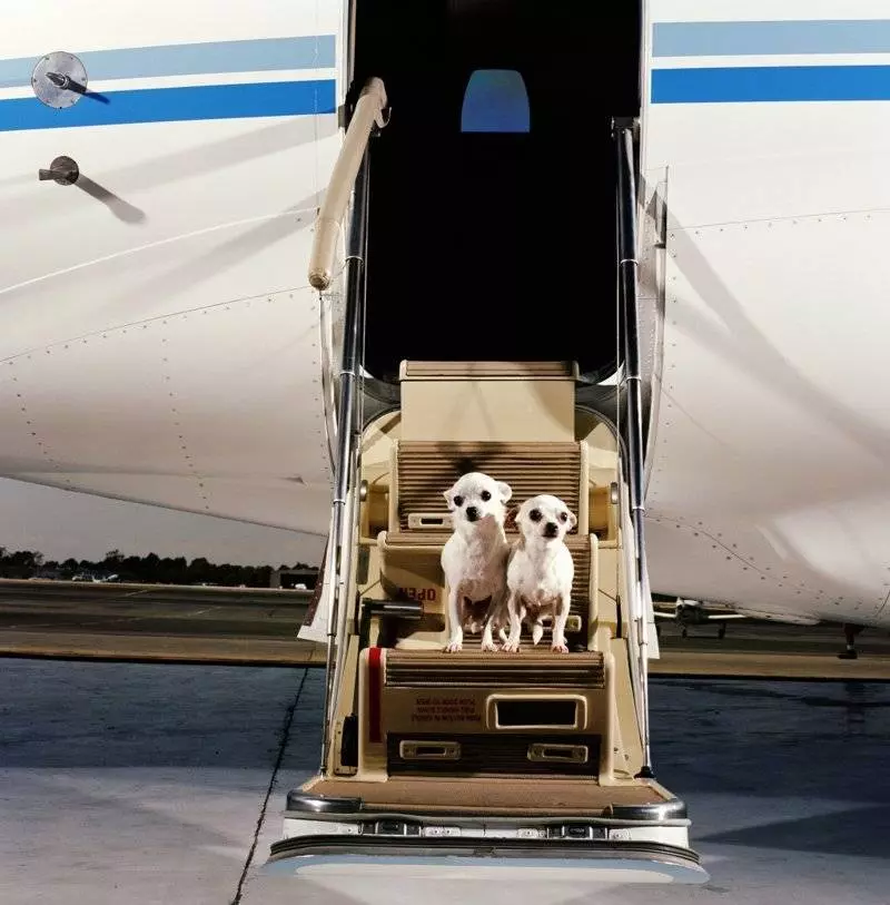 Правила перевозки собак в самолете по россии и с пересечением границы