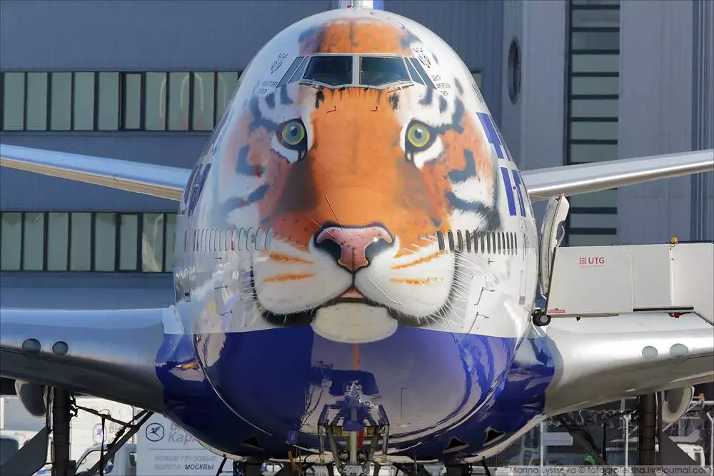 Тигролет (авиакомпания россия): что это за самолет с тигром на носу, как выглядит (фото), как на него попасть