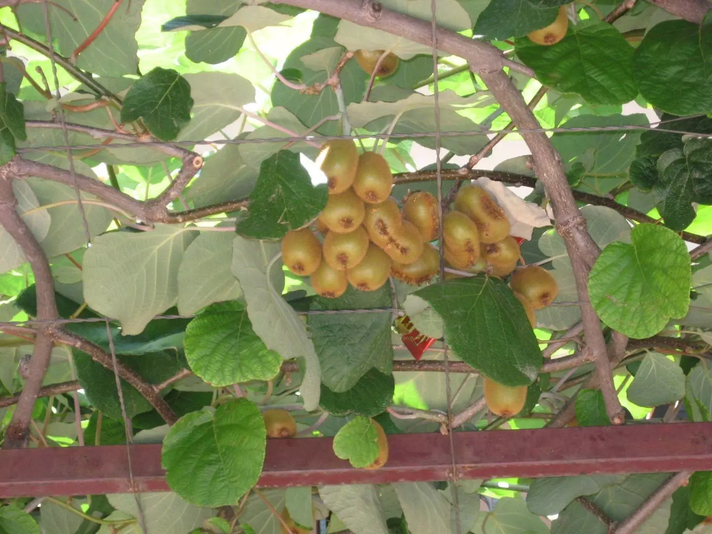 Фрукты в Черногории