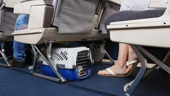 Авиакомпания победа: правила перевозки животных в салоне самолета