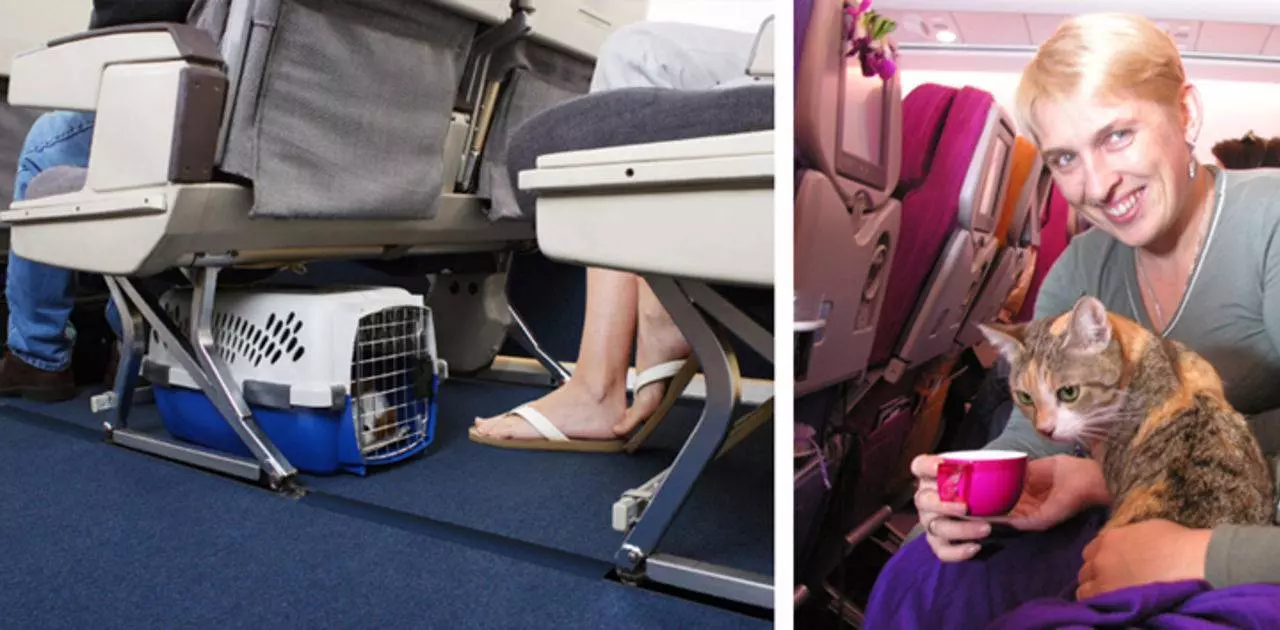 Как правильно перевозить кошку в самолете и какого размера нужна переноска