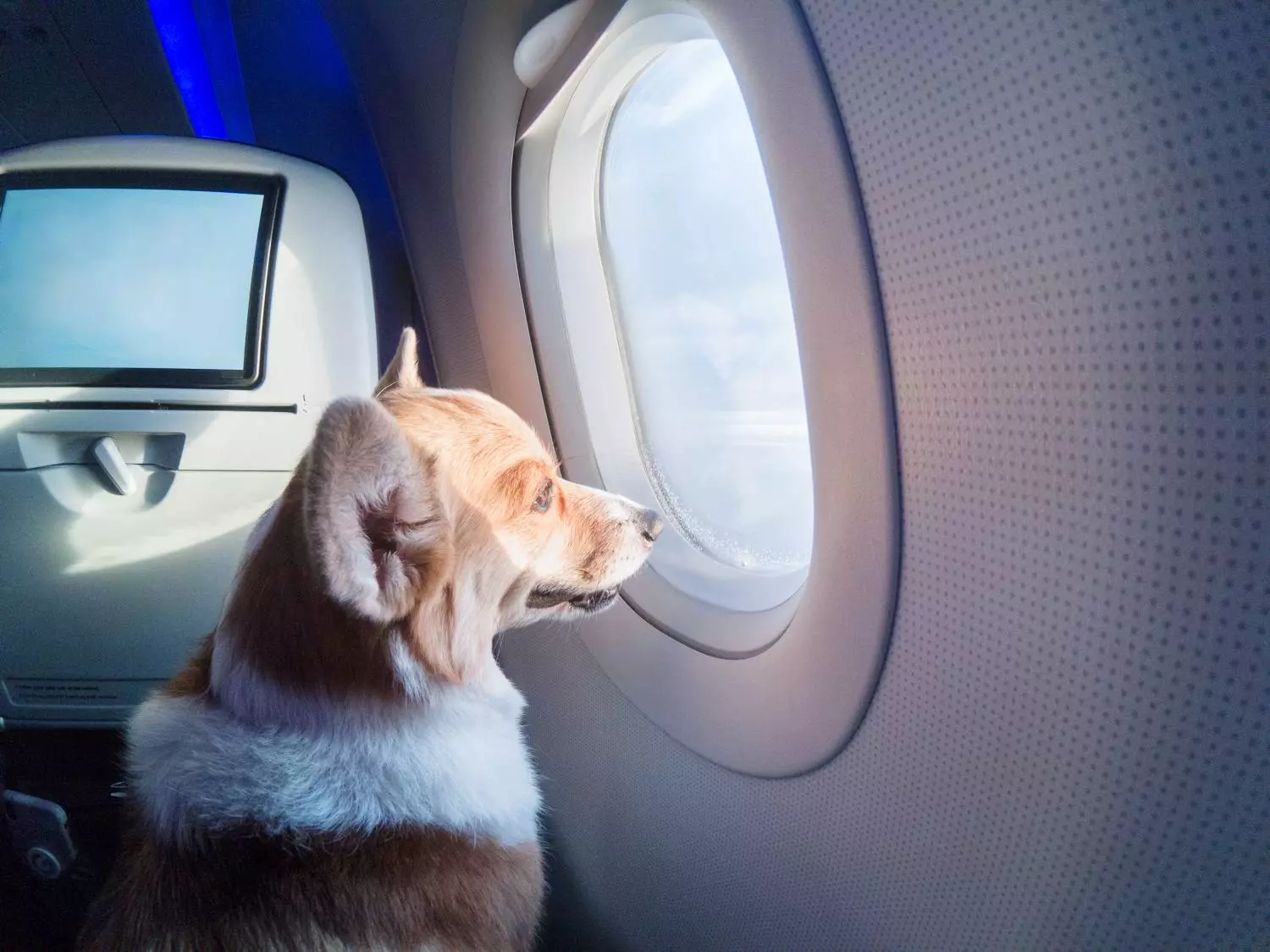 Как перевозят животных в самолете 2020: правила, стоимость, справка | авиакомпании и авиалинии россии и мира