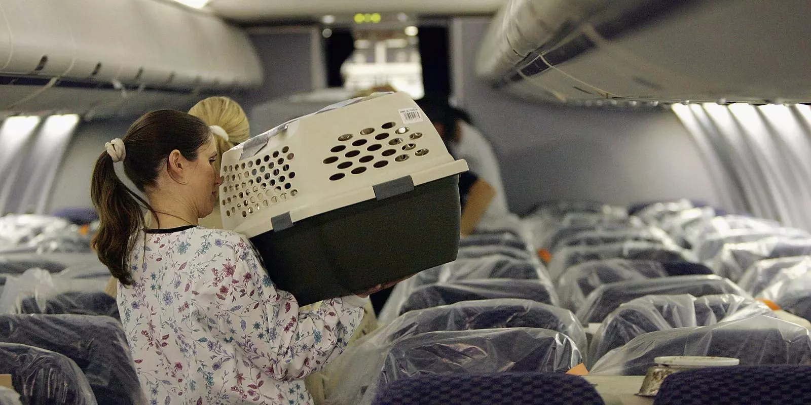 S7 перевозка животных, правила провоза животных в салоне самолета в 2020