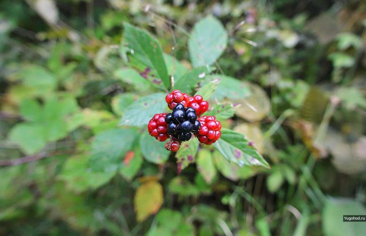 Орлиная полка: не сложный и очень красивый маршрут в Гуамском ущелье