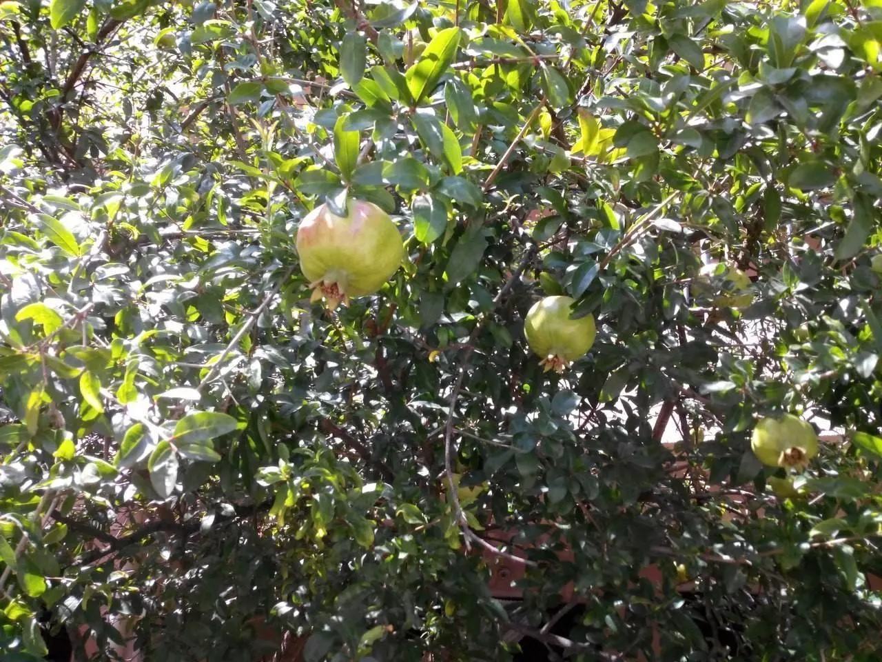 Фрукты в Черногории