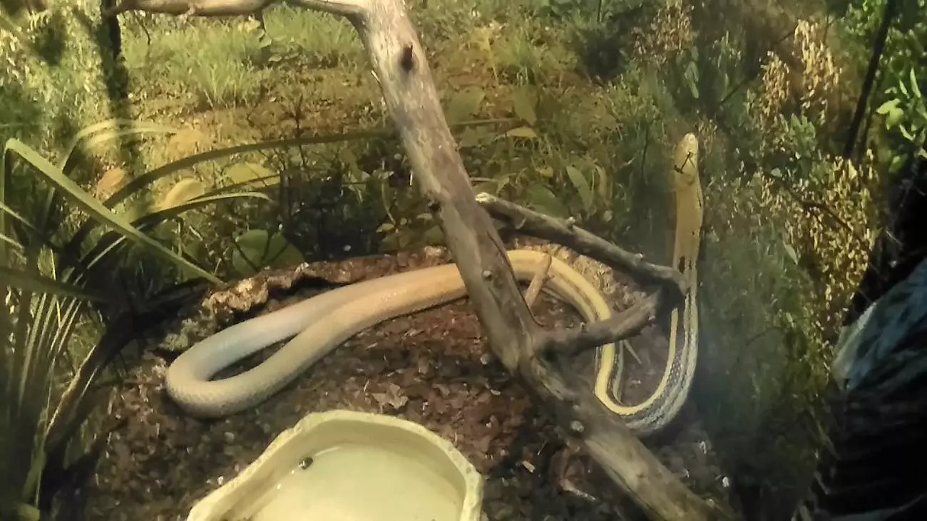 Змеи в Черногории