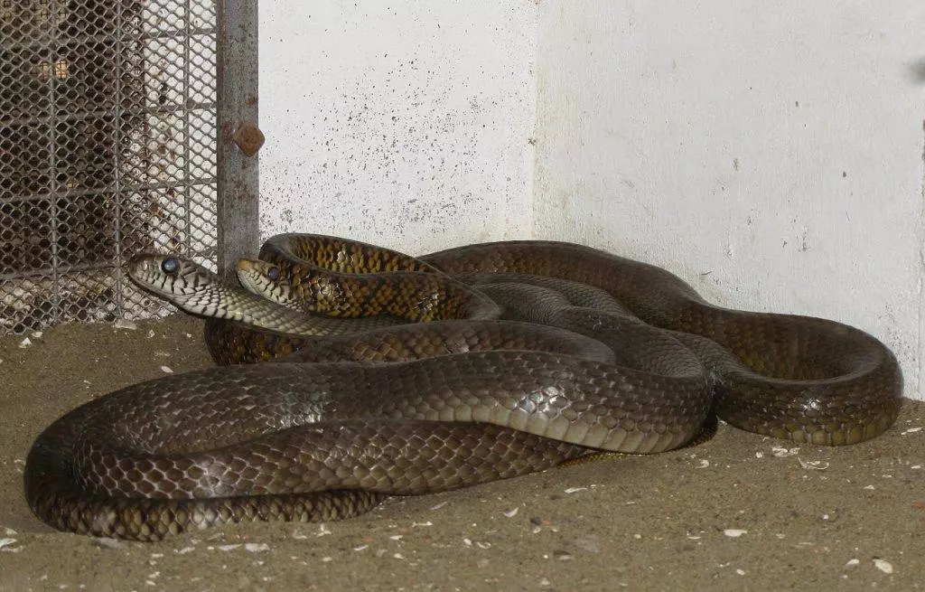 Змеи в Черногории