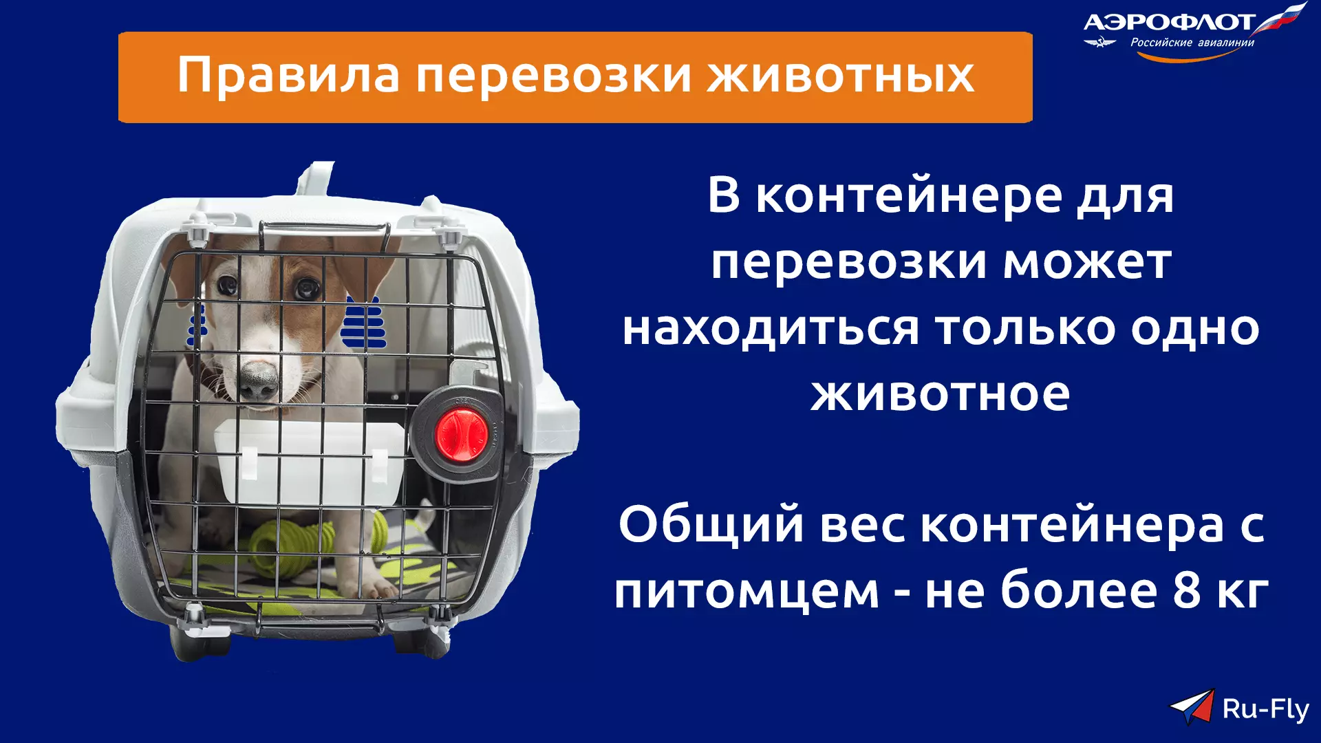 Перевозка животных в самолете. правила перевозки животных.
