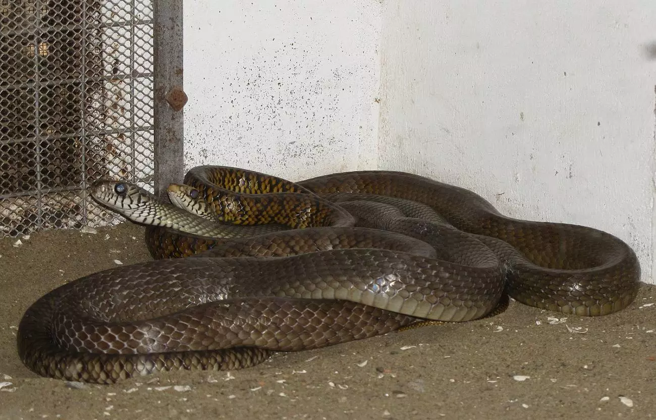 Змеи в Черногории