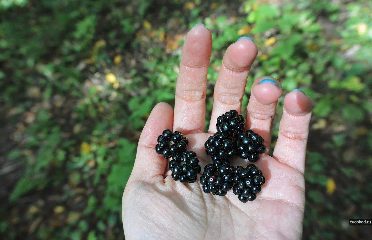 Орлиная полка: не сложный и очень красивый маршрут в Гуамском ущелье
